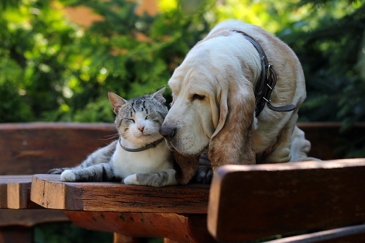 Cat and dog cuddling on a bench outside.